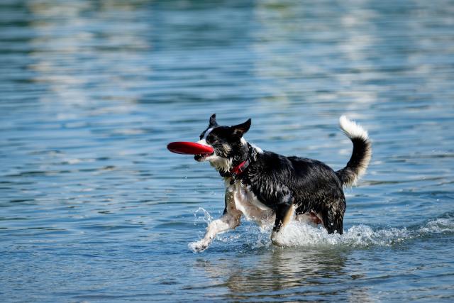13 August 2025, Baden-Wuerttemberg, Mannheim: A dog plays with a frisbee on the shore of the Vogelstangsee. Photo: Uwe Anspach/dpa