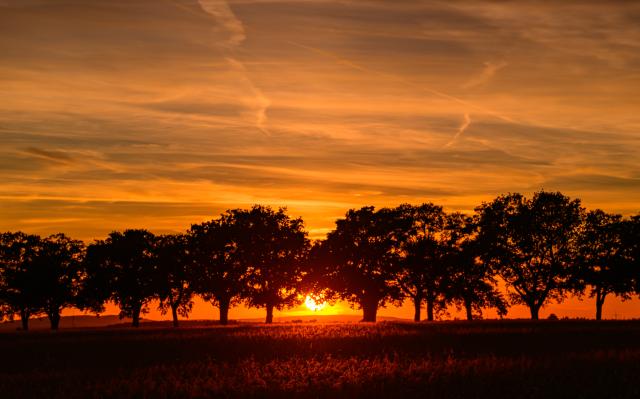 13 October 2025, Brandenburg, Petersdorf: A colorful sunset glows over the landscape with an avenue in eastern Brandenburg. Photo: Patrick Pleul/dpa