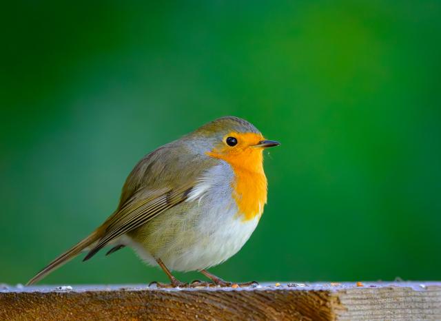 13 October 2025, Brandenburg, Sieversdorf: A robin (Erithacus rubecula) stands on a board in a garden and has fluffed up its feathers. Photo: Patrick Pleul/dpa