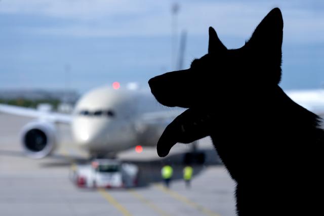 FILED - 01 September 2025, Bavaria, Munich: A German shepherd is sitting next to a window at the terminal in Munich Airport. Pet owners whose animals go missing during air travel cannot claim more compensation than for lost luggage, the European Court of Justice ruled on Thursday. Photo: Sven Hoppe/dpa