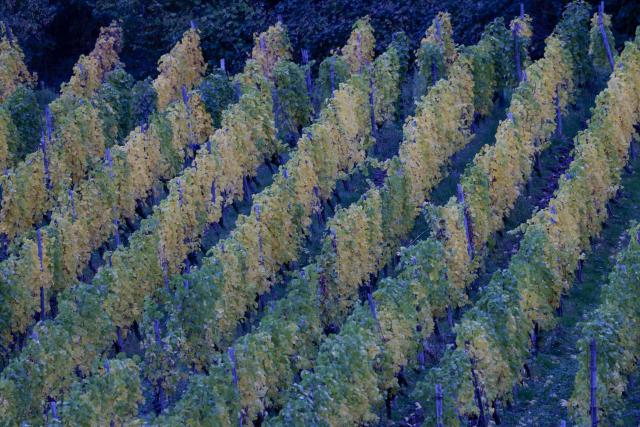 19 October 2025, North Rhine-Westphalia, Rhoendorf: Vines stand in a vineyard in Rhoendorf. Photo: Thomas Banneyer/dpa