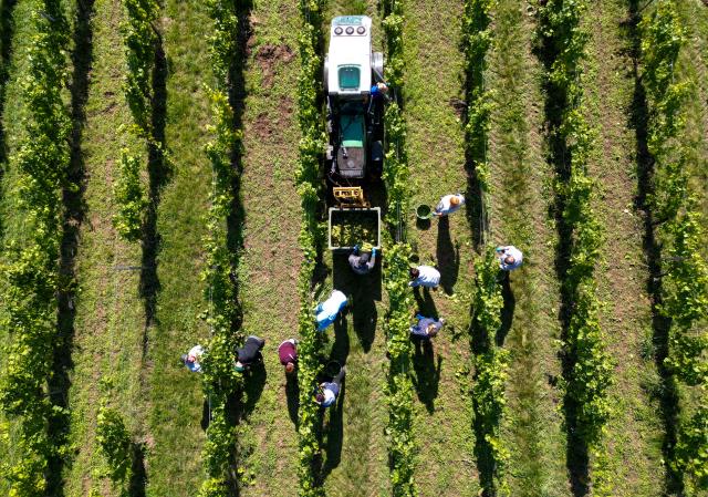 FILED - 29 September 2025, Saxony-Anhalt, Naumburg: An aerial view shows Pinot Blanc being harvested in a vineyard at the Kloster Pforta state winery. Photo: Hendrik Schmidt/dpa