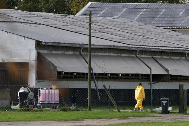 21 October 2025, Brandenburg, Weseram: A person wearing protective clothing walks along a farm. Avian influenza broke out at a turkey fattening farm in Roskow in the Beetzsee district of Potsdam-Mittelmark, according to the municipality. It is the second case in a poultry flock in Brandenburg this fall. Around 6,200 turkeys were killed, according to the district administration in Bad Belzig. Photo: Michael Bahlo/dpa