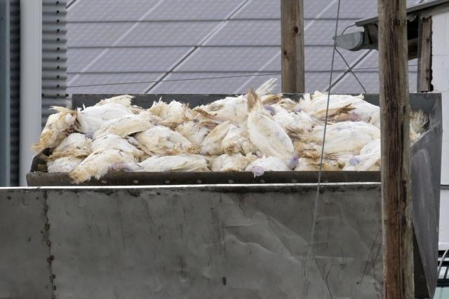 21 October 2025, Brandenburg, Weseram: Numerous dead turkeys are tipped into a container with the help of a wheel loader. Avian influenza broke out at a turkey farm in Roskow in Amt Beetzsee (Potsdam-Mittelmark district), according to the municipality. It is the second case in a poultry flock in Brandenburg this fall. Around 6,200 turkeys were killed, according to the district administration in Bad Belzig. Photo: Michael Bahlo/dpa