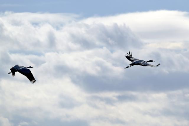 21 October 2025, Brandenburg, Weseram: Cranes fly over a field.
Avian influenza broke out at a turkey fattening farm in Roskow in the Beetzsee district of Potsdam-Mittelmark, according to the municipality. It is the second case in a poultry flock in Brandenburg this fall. Around 6,200 turkeys were killed, according to the district administration in Bad Belzig. Photo: Michael Bahlo/dpa