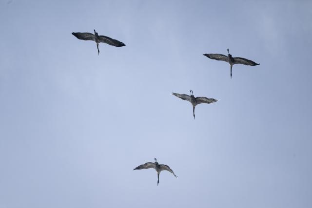 22 October 2025, Brandenburg, Jueterbog: Cranes fly over the Linum pond area. The infectious disease avian influenza has been detected in poultry farms as well as in cranes. Photo: Fabian Sommer/dpa