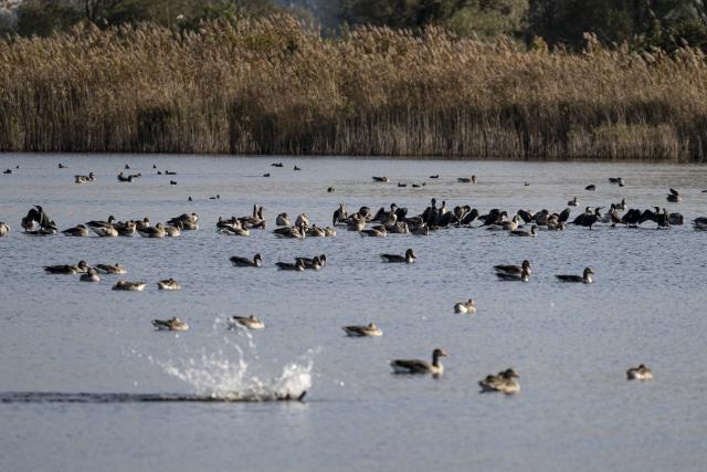 22 October 2025, Brandenburg, Jueterbog: Birds swim in the Linum pond area. The infectious disease avian influenza has been detected in poultry farms as well as in cranes. Photo: Fabian Sommer/dpa