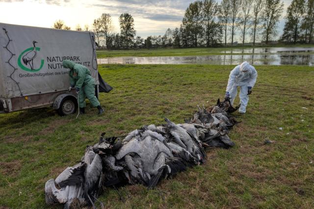 HANDOUT - 22 October 2025, Brandenburg, Linum: Helpers in protective suits collect dead cranes in Linumer Teichland. The authorities estimate that more than 1,000 cranes have died of bird flu in Brandenburg. Photo: Nobert Schneeweiß/Artenkompetenzzentrum Rhinluch/dpa - ACHTUNG: Nur zur redaktionellen Verwendung im Zusammenhang mit der aktuellen Berichterstattung und nur mit vollständiger Nennung des vorstehenden Credits