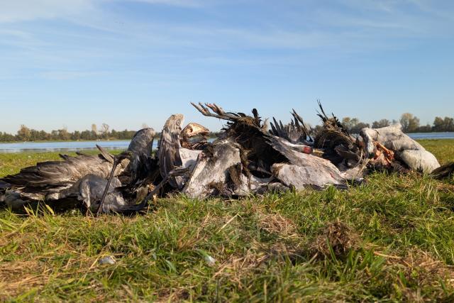 HANDOUT - 22 October 2025, Brandenburg, Linum: Dead cranes lie in the Linumer Teichland. The authorities estimate that more than 1,000 cranes have died of bird flu in Brandenburg. Photo: Nobert Schneeweiß/Artenkompetenzzentrum Rhinluch/dpa - ATTENTION: editorial use only in connection with the latest coverage and only if the credit mentioned above is referenced in full