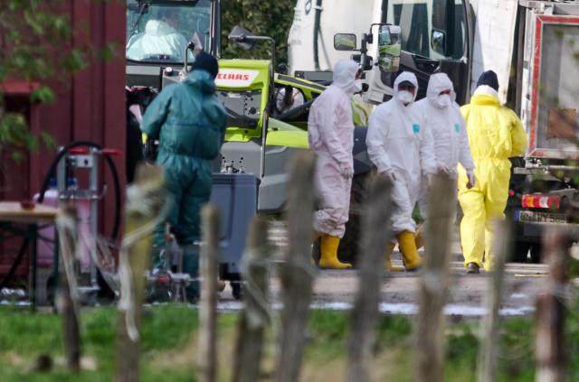 24 October 2025, North Rhine-Westphalia, Rees: Workers in overalls and rubber boots walk across the grounds of a farm. Almost 19,000 turkeys have been killed  due to a confirmed outbreak of avian influenza at a farm on the Lower Rhine. Photo: Bernd Thissen/dpa
