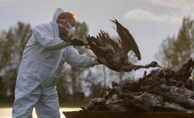 24 October 2025, Brandenburg, Fehrbellin: A helper collects a dead crane and throws it into a tractor bucket after the Avian influenza, also known as bird flu, has spread across Fehrbellin. Photo: Christophe Gateau/dpa