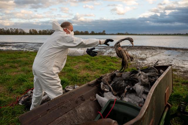 24 October 2025, Brandenburg, Fehrbellin: A helper collects a dead crane and throws it into a tractor bucket after the Avian influenza, also known as bird flu, has spread across Fehrbellin. Photo: Christophe Gateau/dpa