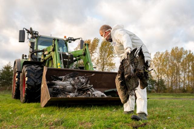 24 October 2025, Brandenburg, Fehrbellin: A helper collects a dead crane and throws it into a tractor bucket after the Avian influenza, also known as bird flu, has spread across Fehrbellin. Photo: Christophe Gateau/dpa