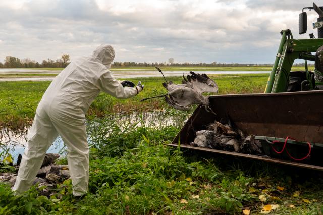 24 October 2025, Brandenburg, Fehrbellin: A helper collects a dead crane and throws it into a tractor bucket after the Avian influenza, also known as bird flu, has spread across Fehrbellin. Photo: Christophe Gateau/dpa