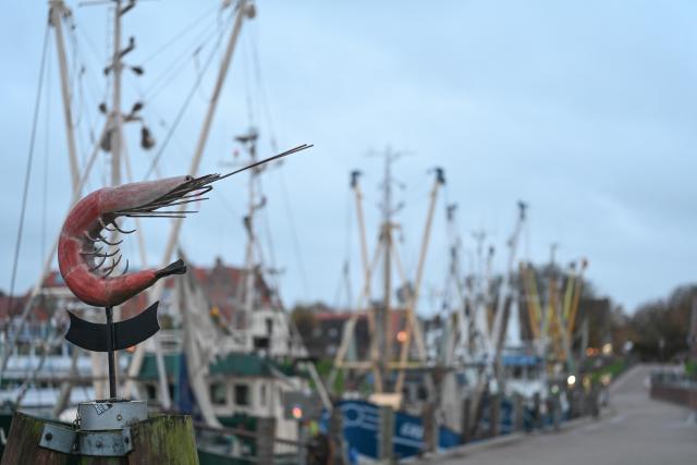 25 October 2025, Greetsiel: Numerous cutters are still lying in the harbor after the storm "Joshua", waiting for the wind to calm down. In the foreground you can see a crab, which serves as a symbol for the harbor. Photo: Lars Penning/dpa