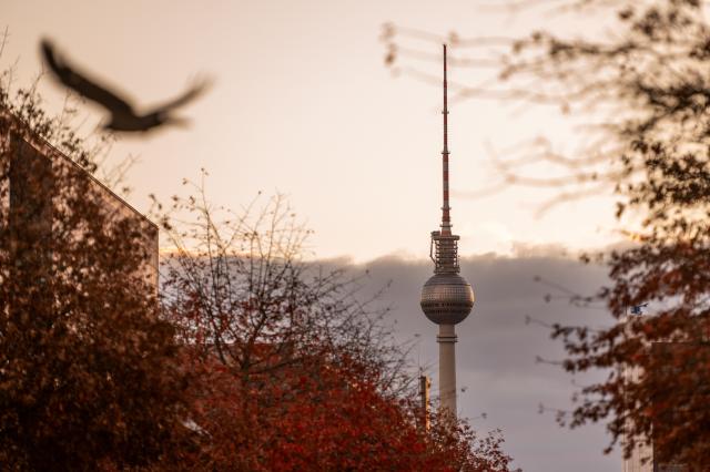 25 October 2025, Berlin: A bird flies in front of the television tower, the leaves on the trees are colored in autumn. Photo: Christophe Gateau/dpa