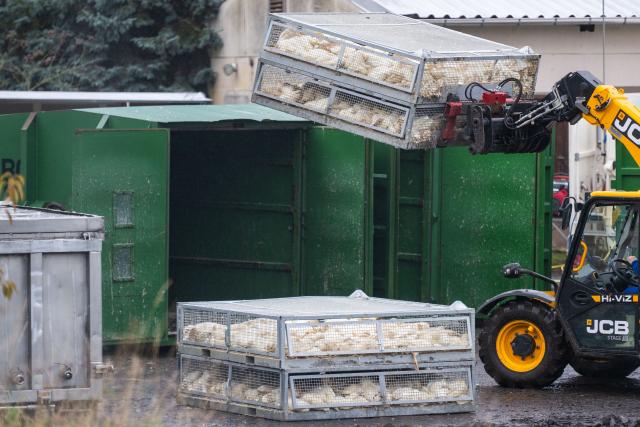 27 October 2025, Brandenburg, Neuhardenberg: Ducks from a plant infected with avian influenza are taken out of the container in which they were stunned with gas and killed. . Photo: Christophe Gateau/dpa