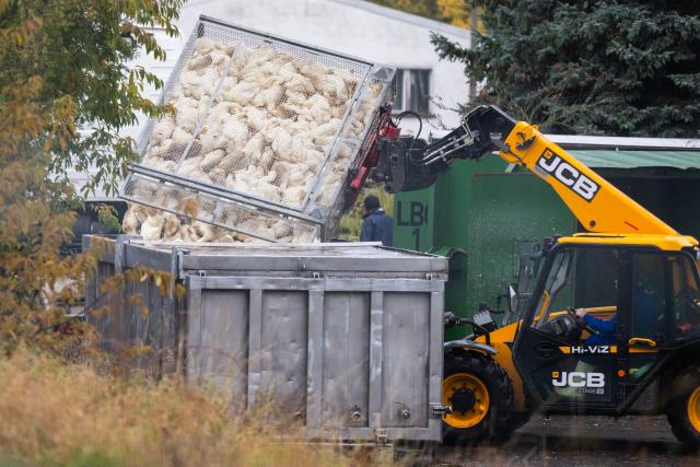 27 October 2025, Brandenburg, Neuhardenberg: Ducks from a plant infected with avian influenza are taken out of the container in which they were stunned with gas and killed. . Photo: Christophe Gateau/dpa