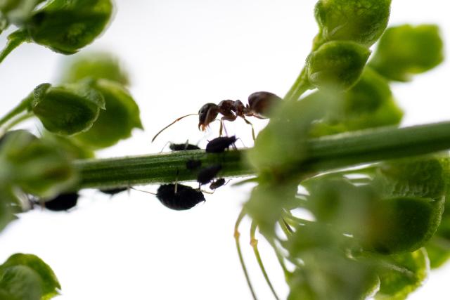 FILED - 30 May 2025, Bavaria, Kaltenbrunn: An ant milking aphids sucking on a stem. Photo: Pia Bayer/dpa