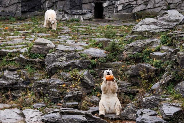 28 October 2025, Berlin: The polar bears Hertha and Tonja play with pumpkins during the pumpkin feeding of the polar bears at Tierpark Berlin. Animals are fed with pumpkins at Tierpark Berlin-Friedrichsfelde on Halloween. Photo: Carsten Koall/dpa