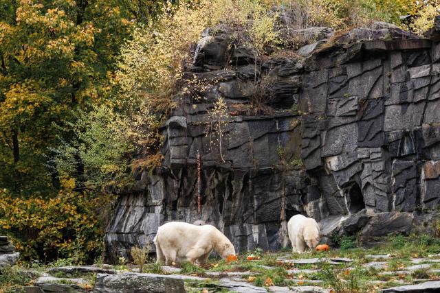 28 October 2025, Berlin: The polar bears Hertha and Tonja play with pumpkins during the pumpkin feeding of the polar bears at Tierpark Berlin. Animals are fed with pumpkins at Tierpark Berlin-Friedrichsfelde on Halloween. Photo: Carsten Koall/dpa
