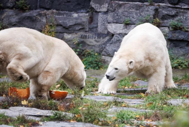 28 October 2025, Berlin: The polar bears Hertha and Tonja play with pumpkins during the pumpkin feeding of the polar bears at Tierpark Berlin. Animals are fed with pumpkins at Tierpark Berlin-Friedrichsfelde on Halloween. Photo: Carsten Koall/dpa