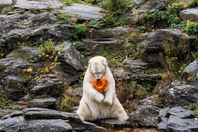 28 October 2025, Berlin: The female polar bear Tonja plays with a pumpkin during the pumpkin feeding of the polar bears at Tierpark Berlin. Animals are fed with pumpkins at Tierpark Berlin-Friedrichsfelde on Halloween. Photo: Carsten Koall/dpa