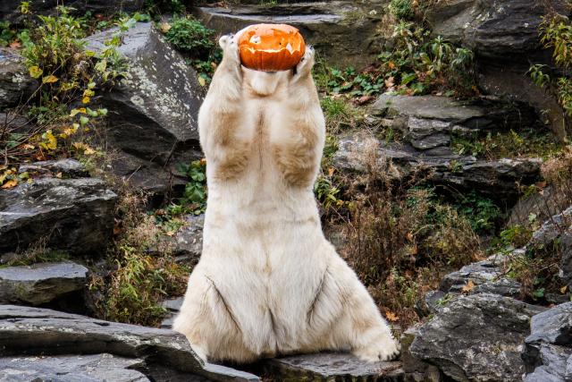 28 October 2025, Berlin: The female polar bear Tonja plays with a pumpkin during the pumpkin feeding of the polar bears at Tierpark Berlin. Animals are fed with pumpkins at Tierpark Berlin-Friedrichsfelde on Halloween. Photo: Carsten Koall/dpa