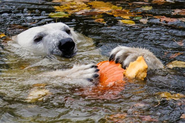 28 October 2025, Berlin: The female polar bear Tonja plays with a pumpkin during the pumpkin feeding of the polar bears at Tierpark Berlin. Animals are fed with pumpkins at Tierpark Berlin-Friedrichsfelde on Halloween. Photo: Carsten Koall/dpa