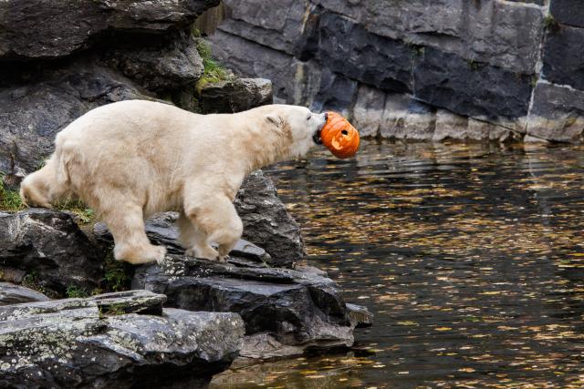 28 October 2025, Berlin: The female polar bear Tonja plays with a pumpkin during the pumpkin feeding of the polar bears at Tierpark Berlin. Animals are fed with pumpkins at Tierpark Berlin-Friedrichsfelde on Halloween. Photo: Carsten Koall/dpa