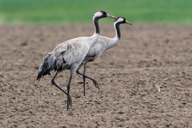 FILED - 28 April 2023, Hamburg: Two cranes walk across a plowed field in Hamburg. Photo: Marcus Brandt/dpa