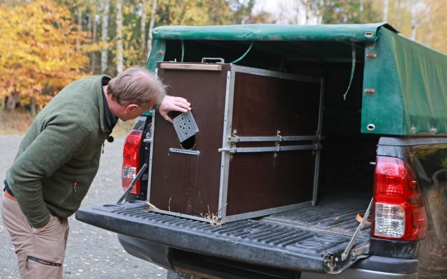 29 October 2025, Lower Saxony, Bad Harzburg: Harz National Park employee and lynx officer Ole Anders delivers the female lynx Rikki in a transport crate. Weighing around 17 kilograms, the lynx moves into the National Park's outdoor enclosure at the Rabenklippe in Bad Harzburg. Photo: Matthias Bein/dpa