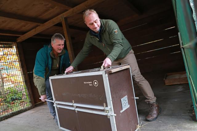 29 October 2025, Lower Saxony, Bad Harzburg: Head of the Harz National Park Roland Pietsch (L) and lynx officer Ole Anders carry the lynx Rikki into the enclosure in a transport crate. The female lynx, weighing around 17 kilograms, moves into the National Park's outdoor enclosure at the Rabenklippe in Bad Harzburg. Photo: Matthias Bein/dpa