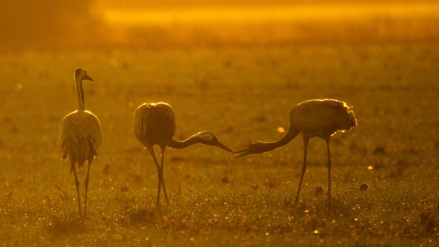 30 October 2025, Lower Saxony, Vechta: Cranes stand in a field. To prevent the introduction or spread of avian influenza from wild birds to domestic and farm poultry, more regions in Lower Saxony make it compulsory to keep poultry indoors. Photo: Sina Schuldt/dpa