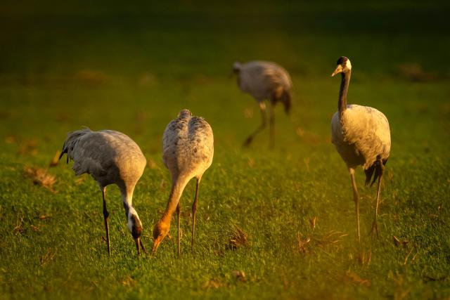 30 October 2025, Lower Saxony, Vechta: Cranes stand in a field. To prevent the introduction or spread of avian influenza from wild birds to domestic and farm poultry, more regions in Lower Saxony make it compulsory to keep poultry indoors. Photo: Sina Schuldt/dpa