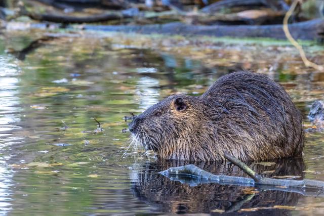 31 October 2025, Brandenburg, Schlepzig: A nutria, also known as a swamp beaver, sits by the water not far from the Spreewald community of Schlepzig. Photo: Frank Hammerschmidt/dpa