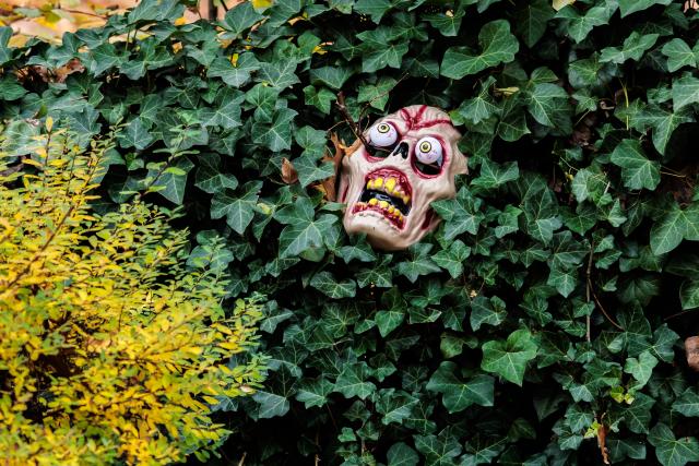 31 October 2025, Berlin: People decorate their gardens for Halloween with a scary mask in the hedge. Photo: Carsten Koall/dpa