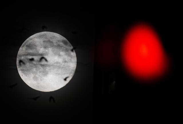 05 November 2025, Hesse, Frankfurt_Main: Crows fly past the full moon, while a red traffic light can be seen on the right. Photo: Boris Roessler/dpa