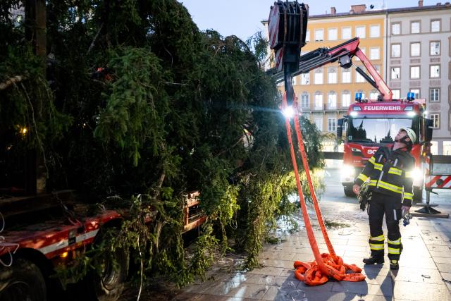 06 November 2025, Bavaria, Munich: A firefighter prepares to erect a Christmas tree on Marienplatz. The 75-year-old, 25-metre-high spruce from Ellmau, Austria, weighing around 3.5 tons, is lifted into place using a fire department crane. Photo: Lennart Preiss/dpa