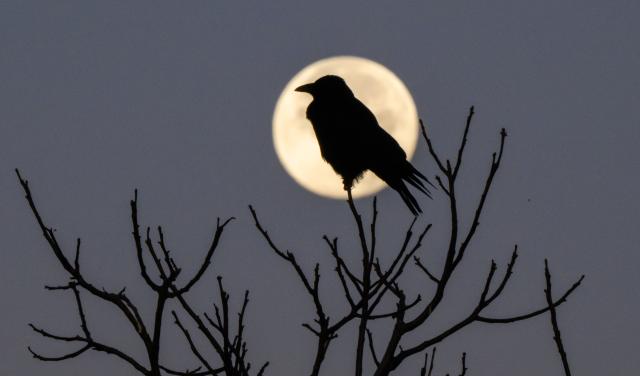 06 November 2025, Lower Saxony, Hanover: The silhouette of a crow is seen against the setting moon. The largest full moon of the year, a so-called supermoon, was visible overnight in Germany. Photo: Julian Stratenschulte/dpa