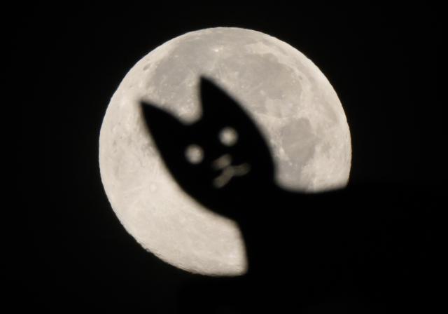 06 November 2025, Lower Saxony, Hanover: The silhouette of a steel cat functioning as a weathercock is seen against the setting moon. The largest full moon of the year, a so-called supermoon, was visible overnight in Germany. Photo: Julian Stratenschulte/dpa