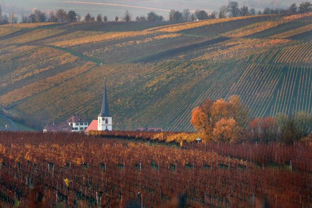 10 November 2025, Bavaria, Escherndorf: Below the "Escherndorfer Lump" steep slope, the steeple of St. John's Church rises out of the autumnal vineyards. Photo: Karl-Josef Hildenbrand/dpa