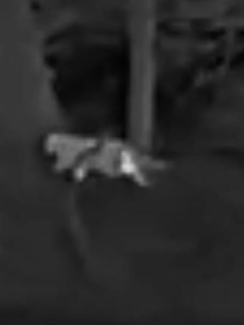 HANDOUT - 12 November 2025, Rheinland-Pfalz, Kalenborn: A photo taken by a hunter shows what is thought to be a big cat in a wooded area near Kalenborn. Photo: Privat/VG Altenahr/dpa - ACHTUNG: Nur zur redaktionellen Verwendung im Zusammenhang mit der aktuellen Berichterstattung und nur mit vollständiger Nennung des vorstehenden Credits - Bestmögliche Qualität