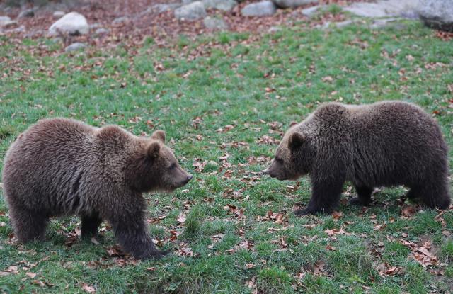 14 November 2025, Saxony-Anhalt, Thale: The two brown bear cubs Asta Petra and Felix Kenai walk in the bear enclosure at Hexentanzplatz Zoo. The two young bears have been christened Asta Petra and Felix Kenai. Photo: Matthias Bein/dpa
