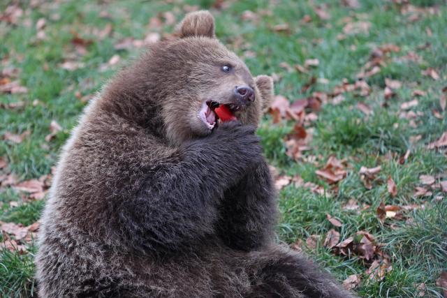 14 November 2025, Saxony-Anhalt, Thale: A brown bear cub sits in the bear enclosure at Hexentanzplatz zoo. The two young bears have been christened Asta Petra and Felix Kenai. Photo: Matthias Bein/dpa