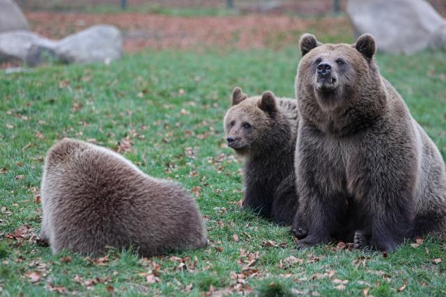 14 November 2025, Saxony-Anhalt, Thale: The two brown bear cubs Asta Petra and Felix Kenai sit with their mother Idun (R) in the bear enclosure at Hexentanzplatz Zoo. The two young bears have been christened Asta Petra and Felix Kenai. Photo: Matthias Bein/dpa
