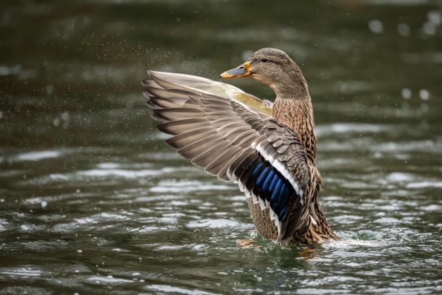 16 November 2025, Baden-Wuerttemberg, Donaueschingen: A female mallard duck flaps her wings in a lake in Donaueschingen Castle Park. Photo: Silas Stein/dpa