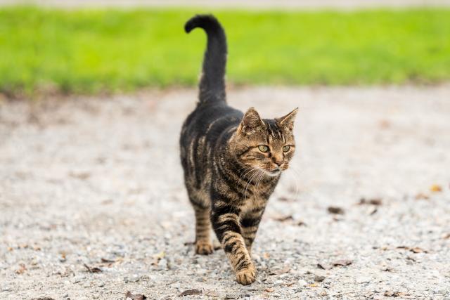 FILED - 03 October 2025, Baden-Württemberg, Uhldingen-Mühlhofen: A cat walks across a gravel parking lot at Birnau Monastery. Photo: Silas Stein/dpa