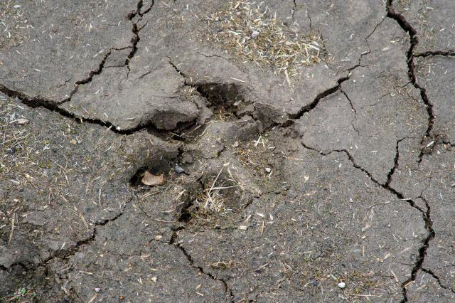 FILED - 29 June 2020, Saxony-Anhalt, Leitzkau: The imprint of a dog's paw can be seen on a dry ground. Photo: Klaus-Dietmar Gabbert/dpa-Zentralbild/dpa