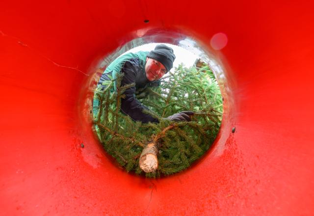 20 November 2025, Brandenburg, Gruental: Head of the Schubert nursery Matthaeus Schubert puts a blue spruce into a device for wrapping the tree at the opening of the Berlin-Brandenburg Christmas tree season. Photo: Patrick Pleul/dpa
